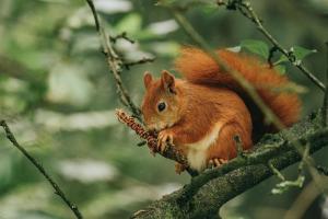 Ruth Holmes will speak on Red Squirrels in the local community